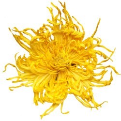 徽春堂 金丝皇菊 50-60朵 25g