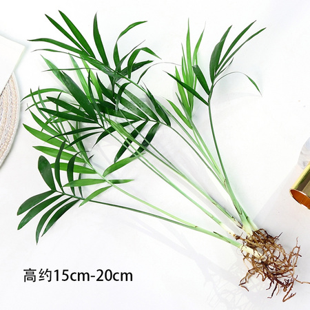 花勿缺 袖珍椰子5颗＋营养液 高15cm