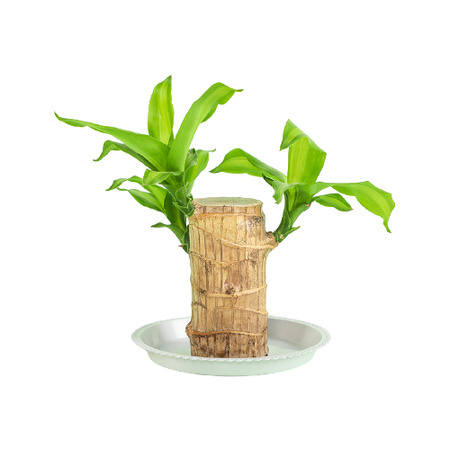 迷糊妞 迷你巴西木盆栽 高约10cm
