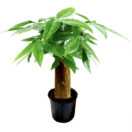 花知态 小植物盆栽 3款可选