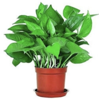 寒空 绿萝盆栽 120托盘绿萝4盆+2肥