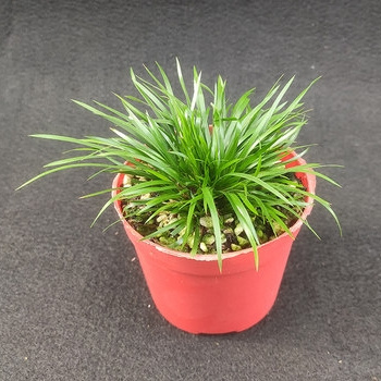花沐澜 虎须菖蒲 1盆