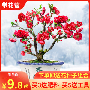 海棠花盆栽树苗