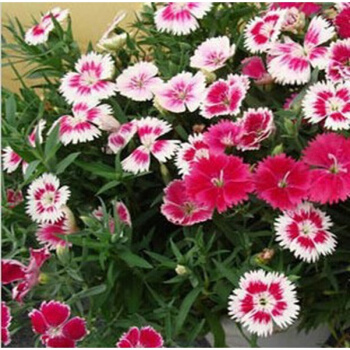 上客来 多年生五彩石竹花种 1000粒+肥