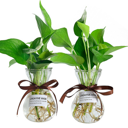 凯天·花航 B305 水培植物花瓶 2只装 送绿萝+贴纸+彩带