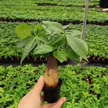 AISIDUN 爱思顿 室内绿植物盆栽（发财树1盆）