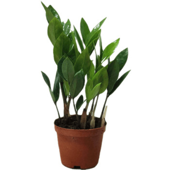 移动专享：YOULING 柚琳 金钱树盆栽 20-25cm 简易盆