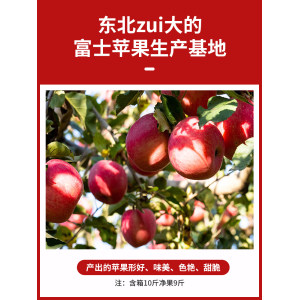 苏子富春 红富士苹果 净重9斤