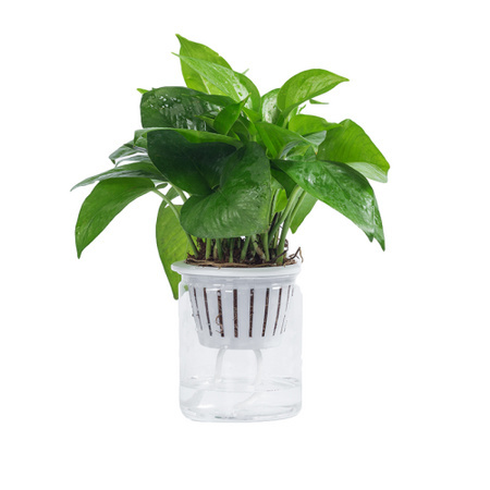 迷糊妞 自吸水盆栽 多款可选