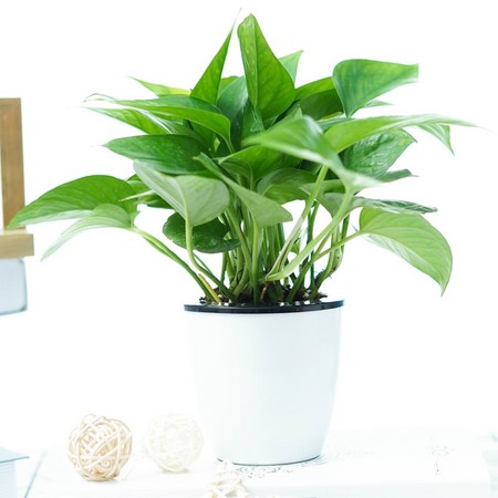 品盛 绿萝 绿植盆栽 （带吸水盆）