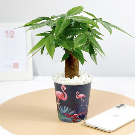 花知态 发财树盆栽 有盆
