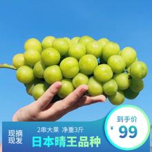 日本品种晴王提 阳光香枝 阳光玫瑰葡萄青提3斤整箱
