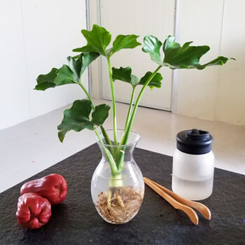 水培植物蔓绿蓉 一棵 (不含盆)