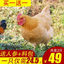 【买一送一】散养三黄鸡土鸡农家草鸡 850g/只