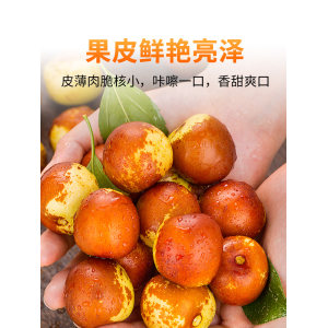 山东沾化特产 当季甜脆冬枣 5斤 24.9元包邮