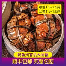 鲶鱼沟有机大闸蟹河蟹 共8只 4只公4只母