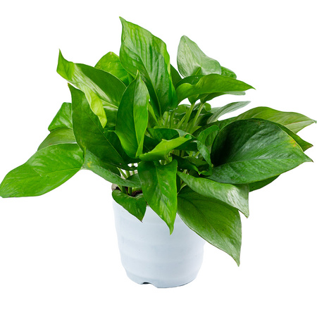 鲜菲淳 绿萝盆栽 15棵+白色螺纹盆