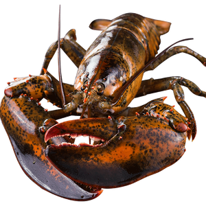 味库海鲜 鲜活波士顿龙虾 450g-550g/只 死亡包赔 拍2只238元包顺丰冷链