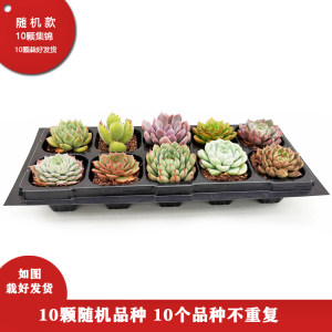 肉趣 多肉植物组合盆栽