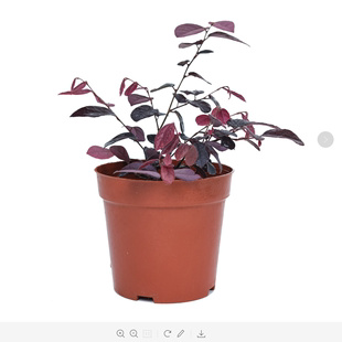 栀恋 满天星 绿植盆栽