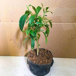 HENGWO 喔 夜来香花树苗花卉盆栽