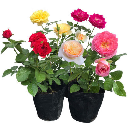 万花谷 蔷薇花苗 藤彩虹 带盆栽好