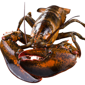 味库海鲜 鲜活波士顿龙虾 450g-550g/只 死亡包赔 拍2只278元包顺丰冷链