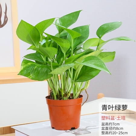 jingrunlai 景润赉 绿萝植物盆栽