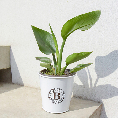 春天到家 迷你天堂鸟 绿植盆栽 随机字母盆