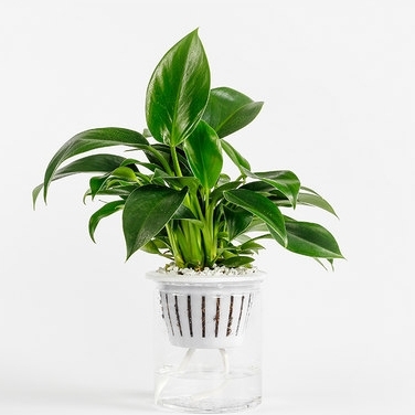 迷糊妞 自吸水盆栽 绿萝