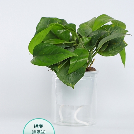 迷糊妞 自吸水富贵竹绿萝 桌面盆栽 含盆
