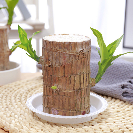 随芳源 巴西木盆栽