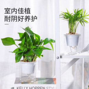 迷糊妞 自吸水水培绿植 小型盆栽