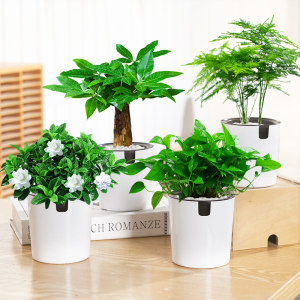 梅芝 自动吸水盆栽 绿萝