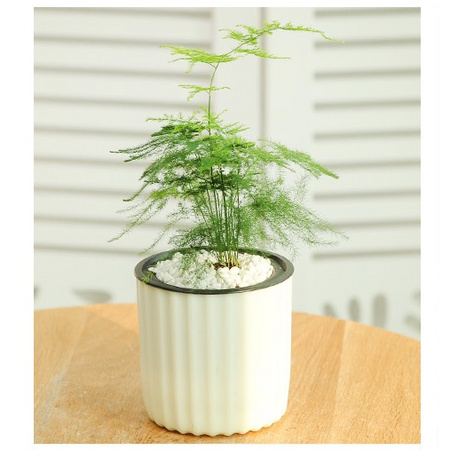 WINHUNT 常胜客 自吸水盆栽 竖纹盆 多款可选