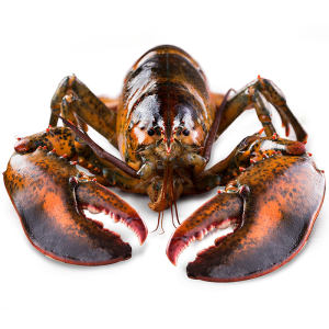 味库海鲜 鲜活波士顿龙虾 450g-550g/只 死亡包赔 拍2只229元包顺丰冷链